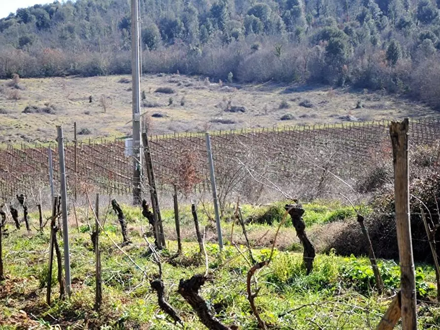 Immagine 56 di Casa colonica in vendita  a Monteriggioni
