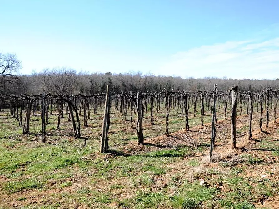 Immagine 34 di Casa colonica in vendita  a Monteriggioni