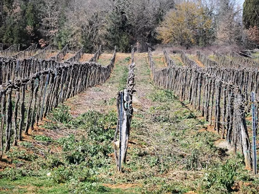 Immagine 39 di Casa colonica in vendita  a Monteriggioni