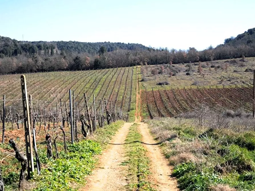 Immagine 57 di Casa colonica in vendita  a Monteriggioni