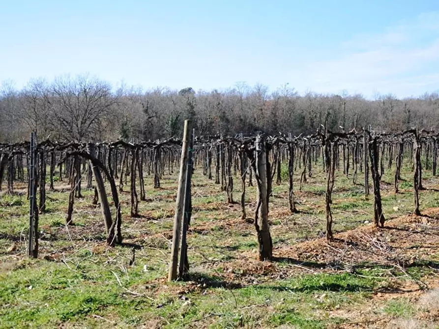 Immagine 33 di Casa colonica in vendita  a Monteriggioni