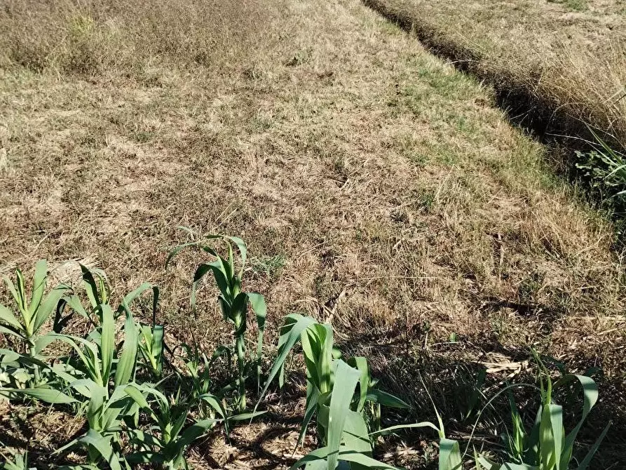 Immagine 1 di Terreno agricolo in vendita  a Cascina