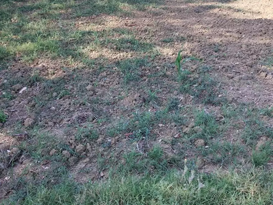 Immagine 3 di Terreno agricolo in vendita  a Cascina