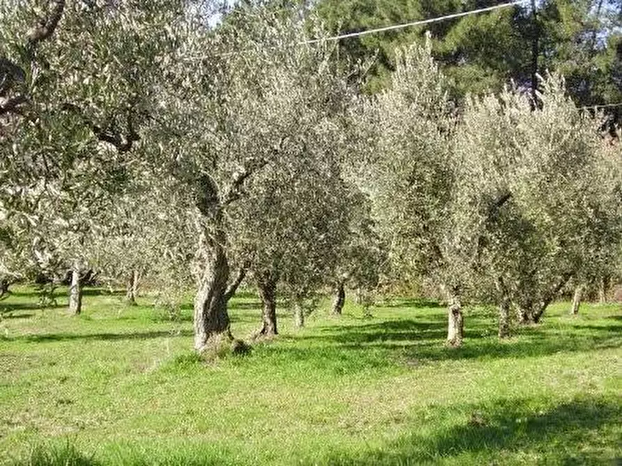 Immagine 1 di Terreno residenziale in vendita  a Massa E Cozzile