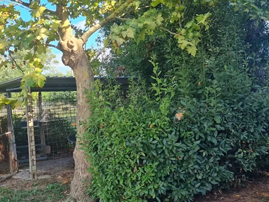 Immagine 28 di Casa indipendente in vendita  a Terricciola