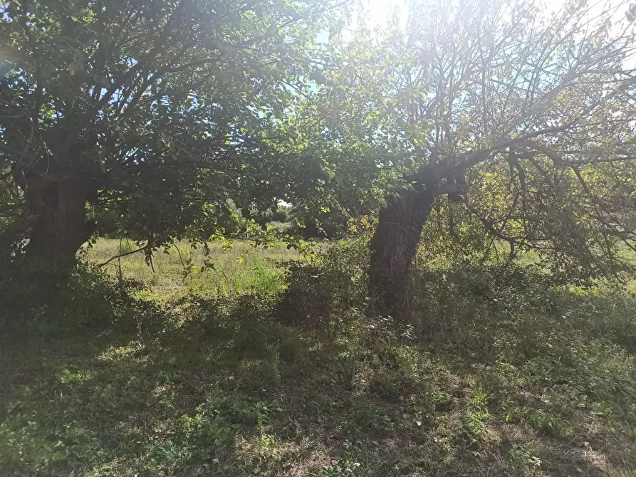 Immagine 3 di Rustico / casale in vendita  a Altopascio