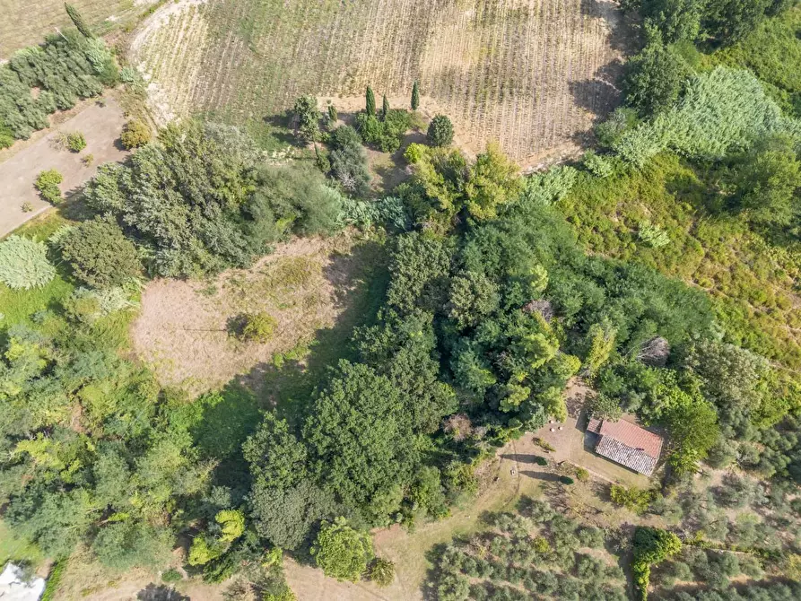 Immagine 80 di Villa in vendita  a Terricciola