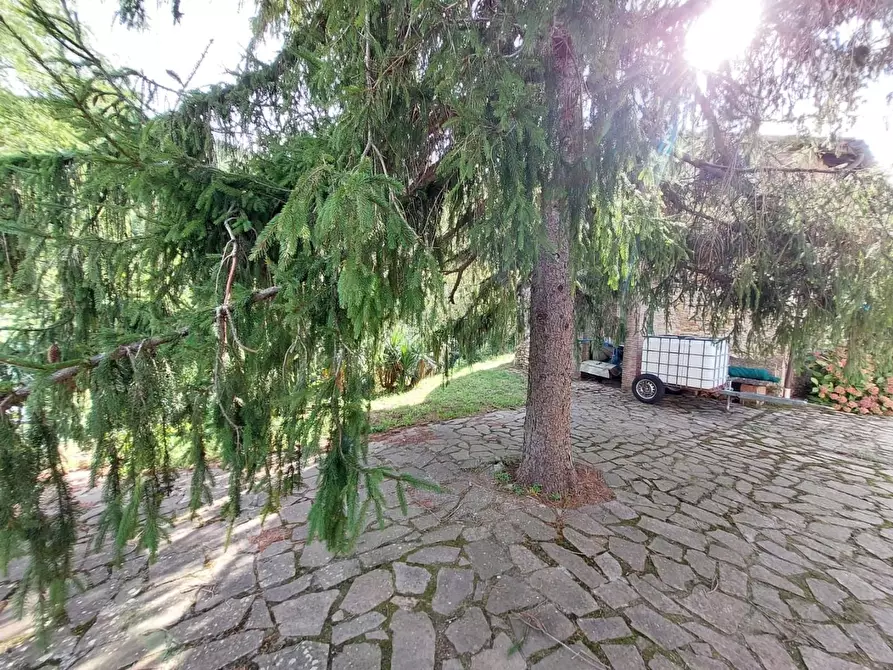 Immagine 42 di Rustico / casale in vendita  a Buti