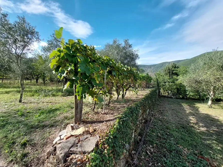 Immagine 17 di Rustico / casale in vendita  a Buti