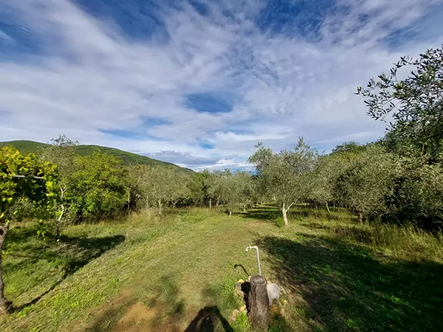 Immagine 16 di Rustico / casale in vendita  a Buti