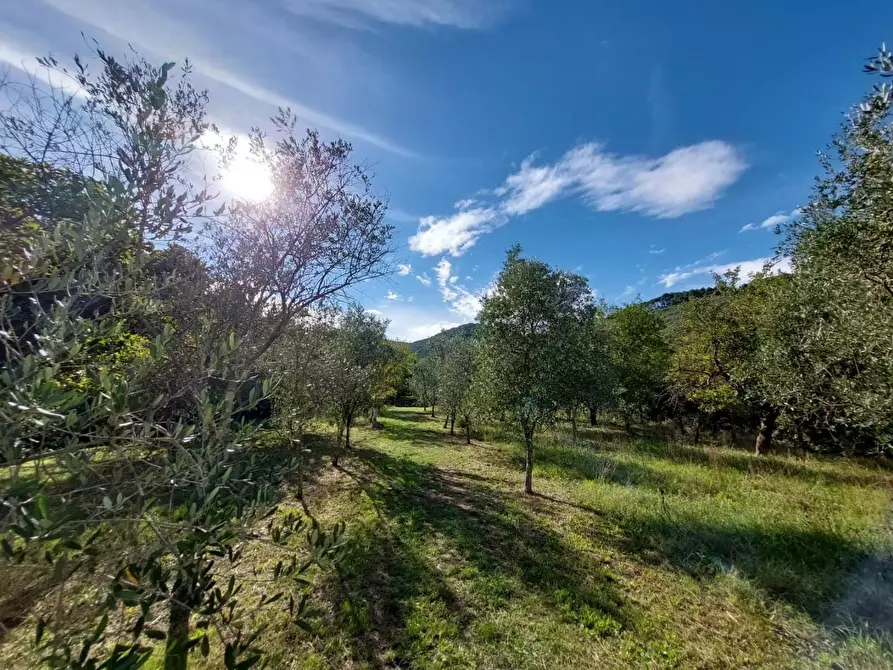 Immagine 14 di Rustico / casale in vendita  a Buti