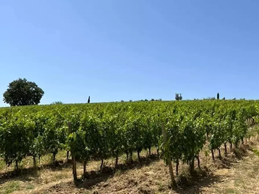 Immagine 1 di Terreno agricolo in vendita  a Castelnuovo Berardenga