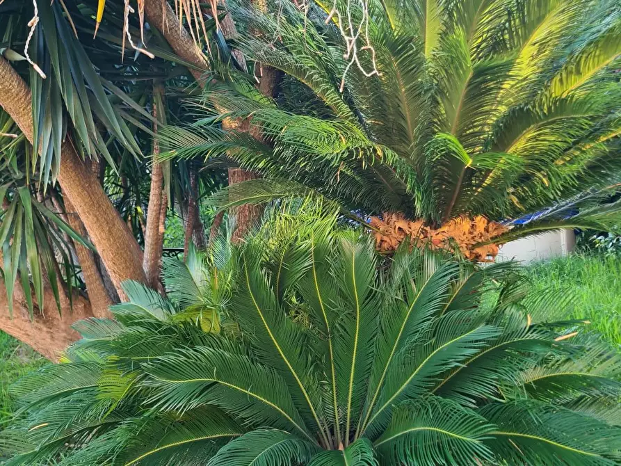 Immagine 15 di Villetta a schiera in vendita  a Carrara