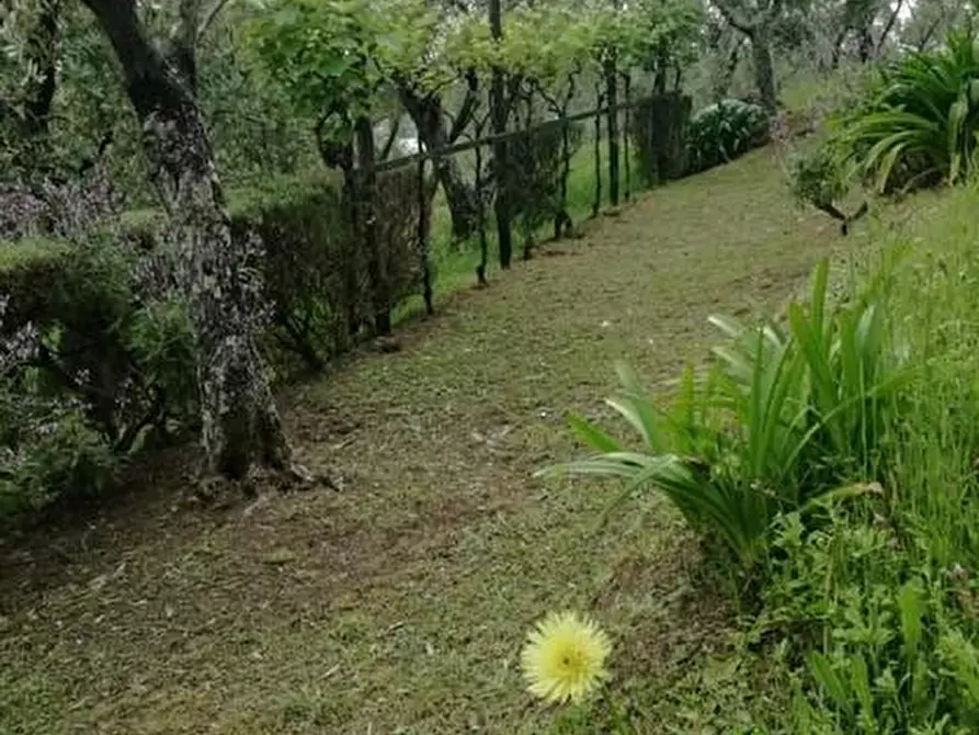 Immagine 1 di Terreno agricolo in vendita  a Camaiore