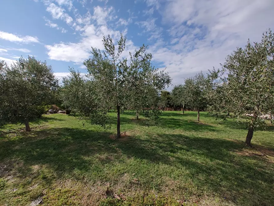 Immagine 49 di Casa indipendente in vendita  a Fauglia