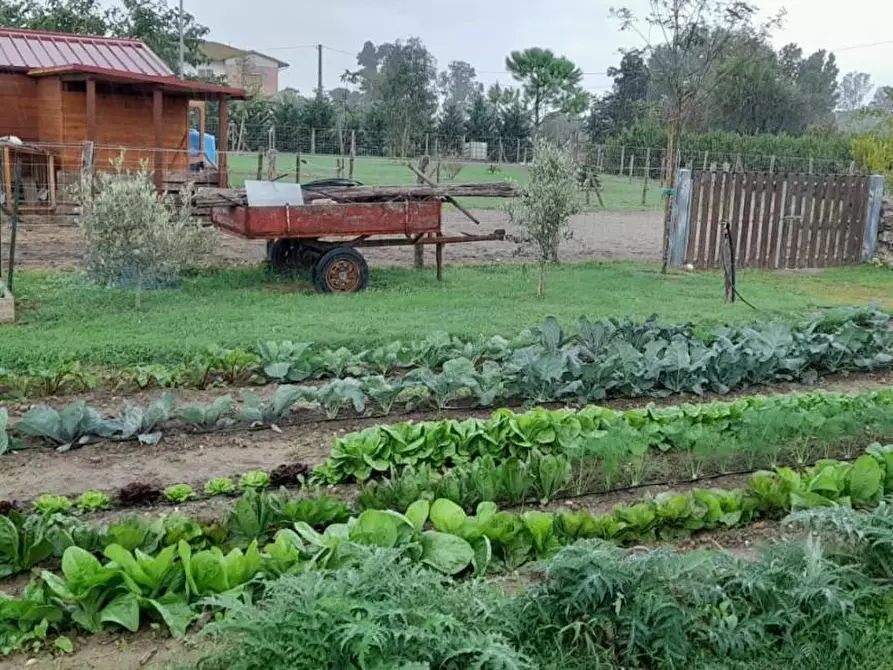 Immagine 50 di Casa indipendente in vendita  a Fauglia