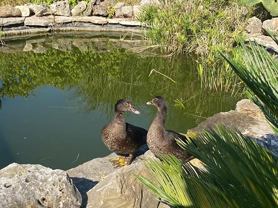 Immagine 58 di Casa indipendente in vendita  a Fauglia