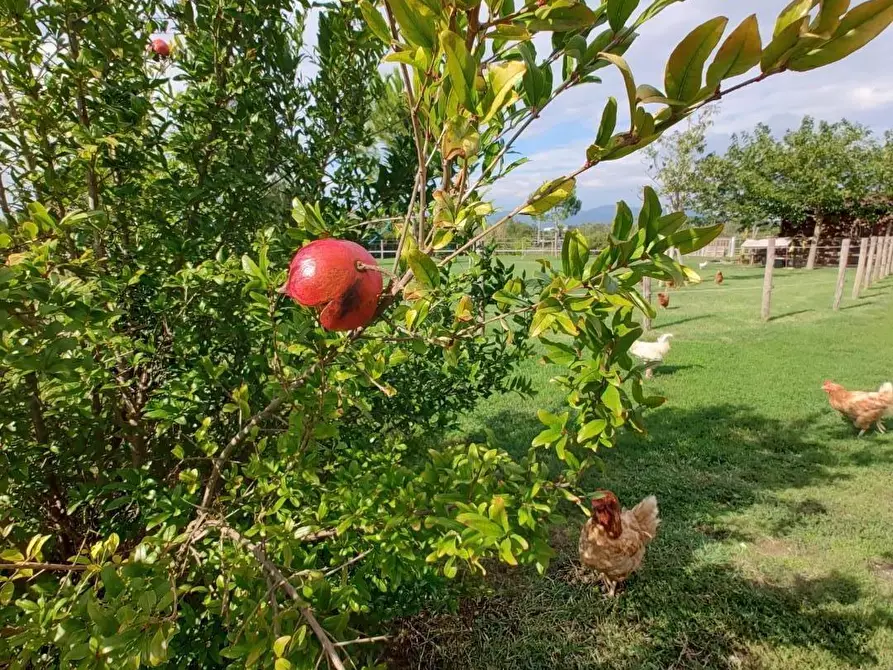 Immagine 56 di Casa indipendente in vendita  a Fauglia