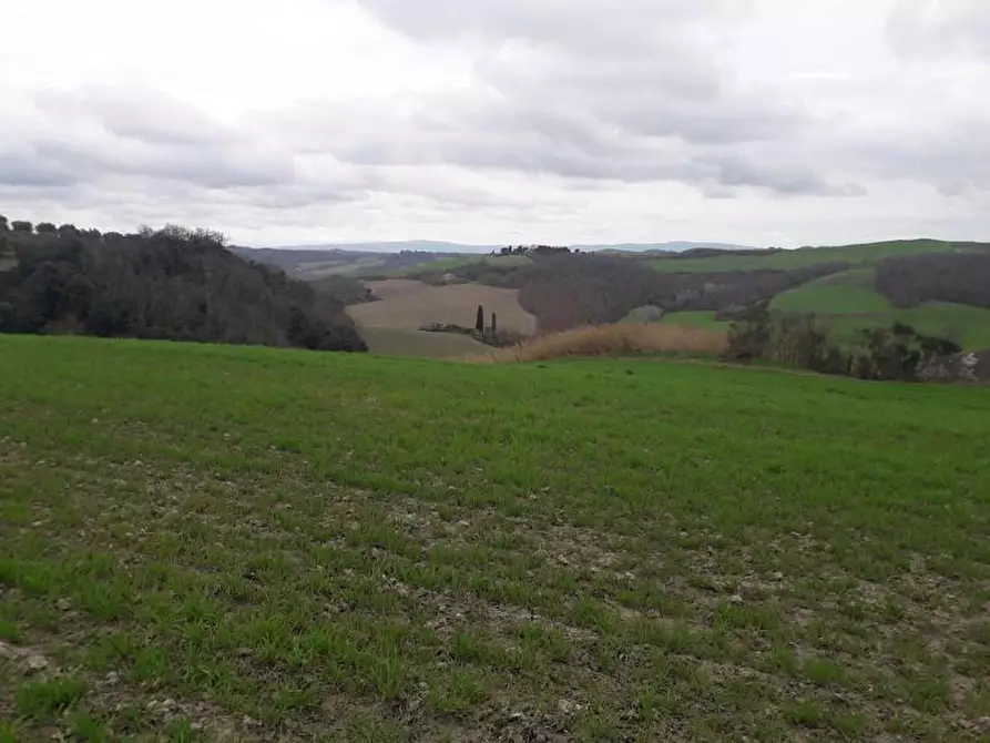 Immagine 1 di Terreno agricolo in vendita  a Asciano