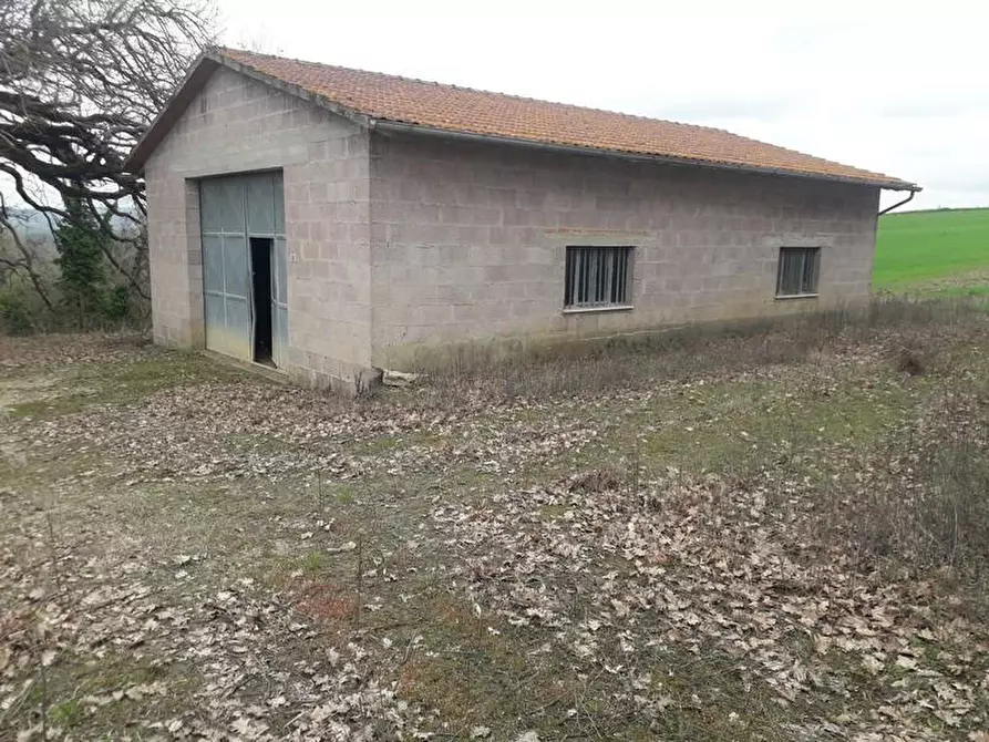Immagine 10 di Terreno agricolo in vendita  a Asciano