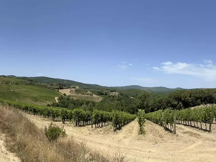 Immagine 1 di Terreno agricolo in vendita  a Castelnuovo Berardenga