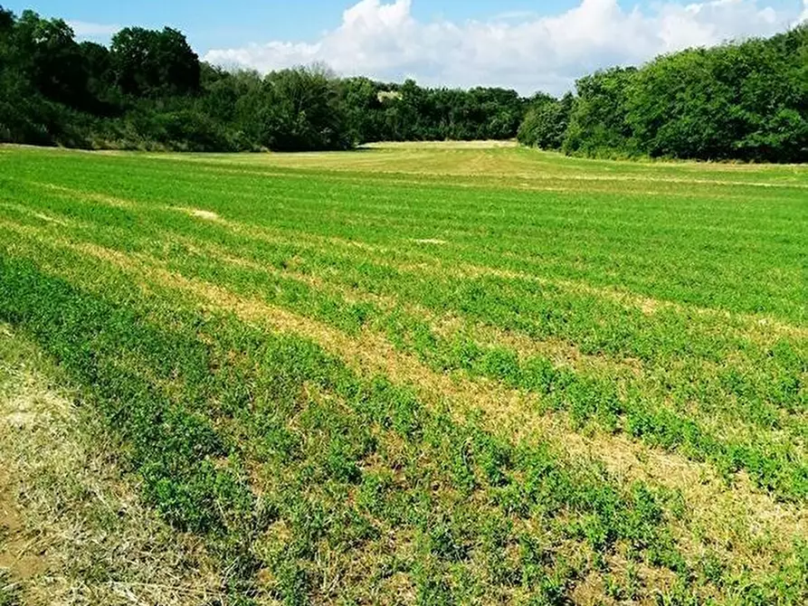 Immagine 1 di Terreno agricolo in vendita  a Castelfranco Di Sotto