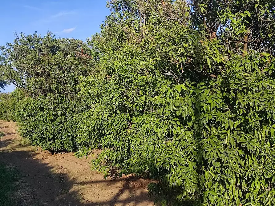 Immagine 10 di Terreno agricolo in vendita  a Calatabiano