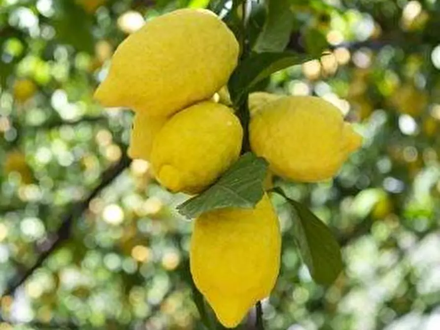 Immagine 11 di Terreno agricolo in vendita  a Calatabiano