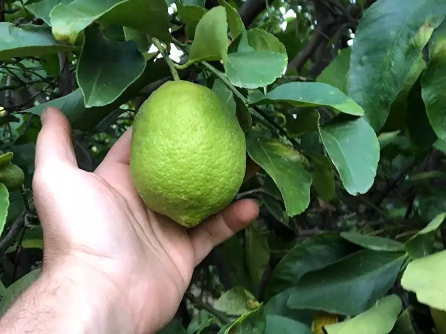 Immagine 1 di Terreno agricolo in vendita  a Calatabiano