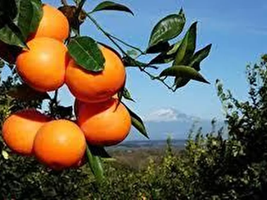 Immagine 8 di Terreno agricolo in vendita  a Calatabiano