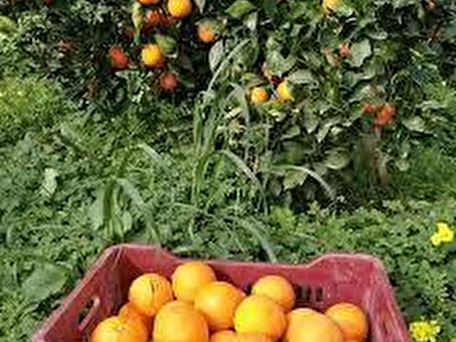 Immagine 7 di Terreno agricolo in vendita  a Calatabiano