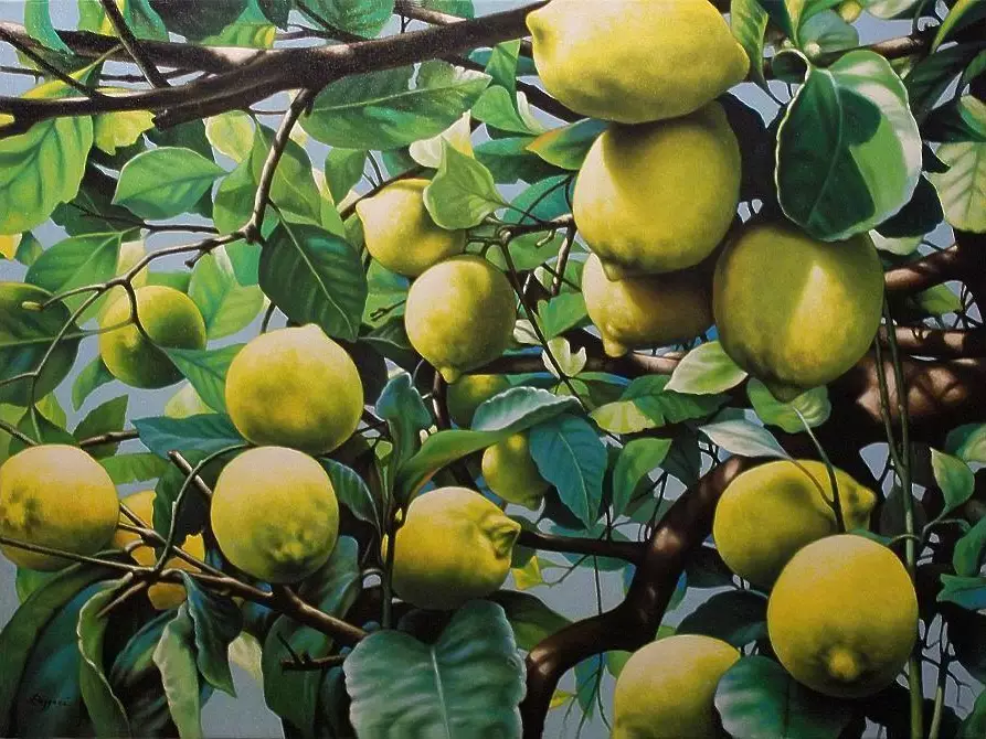 Immagine 9 di Terreno agricolo in vendita  a Calatabiano