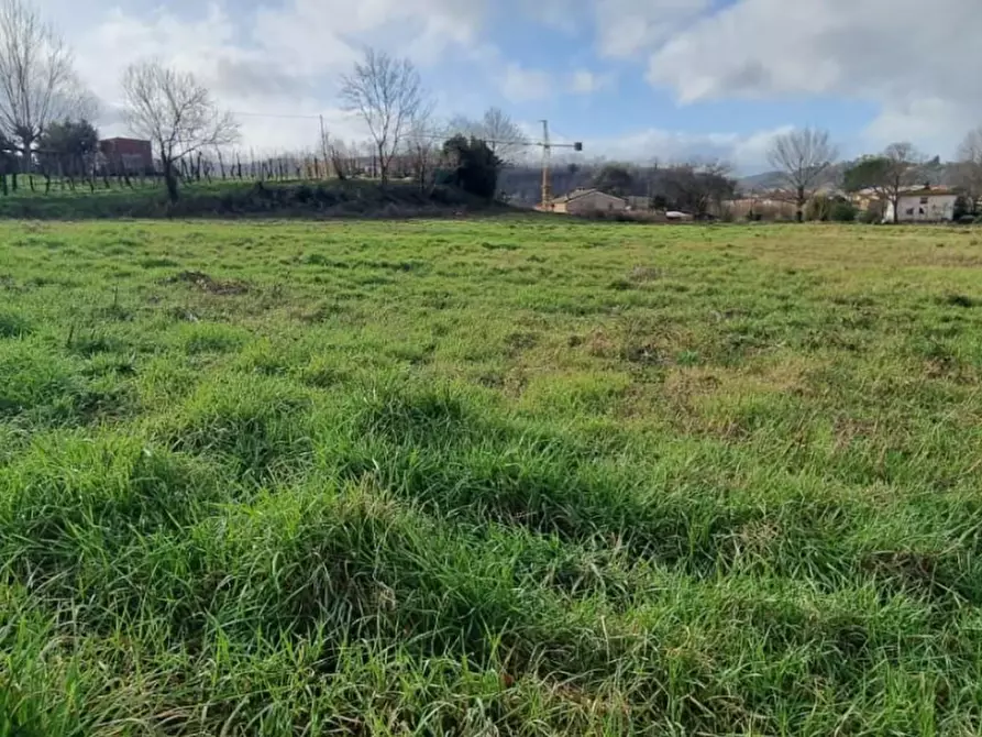Immagine 6 di Terreno residenziale in vendita  a Fauglia