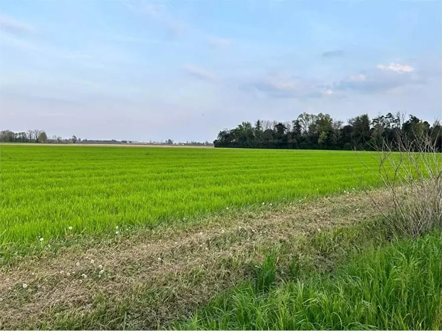 Immagine 3 di Terreno agricolo in vendita  a Castelfranco Di Sotto