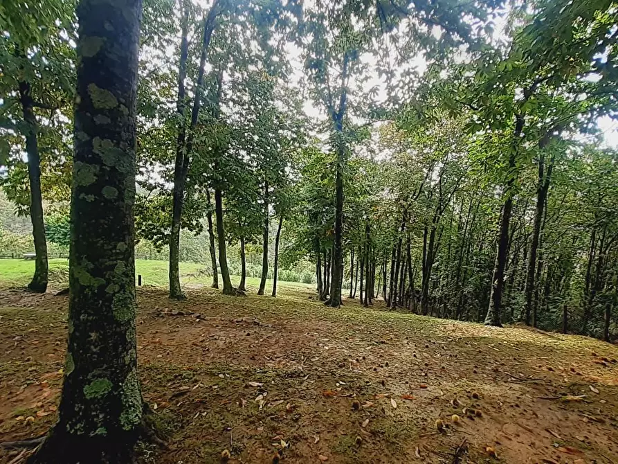 Immagine 44 di Rustico / casale in vendita  a Massa E Cozzile