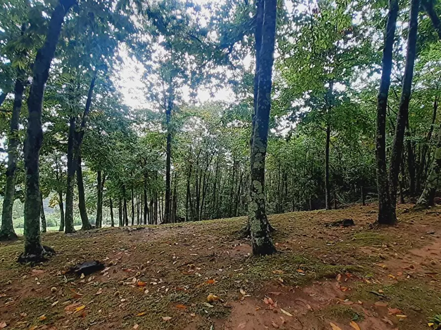 Immagine 42 di Rustico / casale in vendita  a Massa E Cozzile