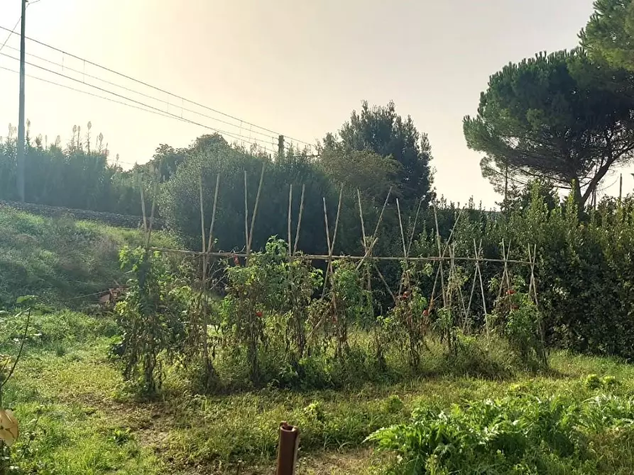 Immagine 37 di Appartamento in vendita  a Castellina Marittima