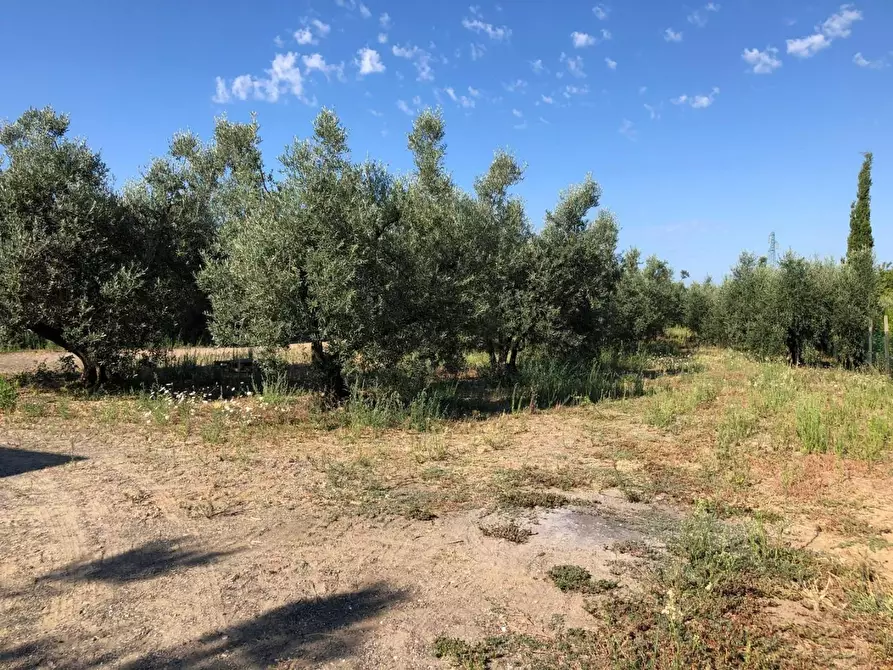 Immagine 2 di Terreno residenziale in vendita  a Cecina