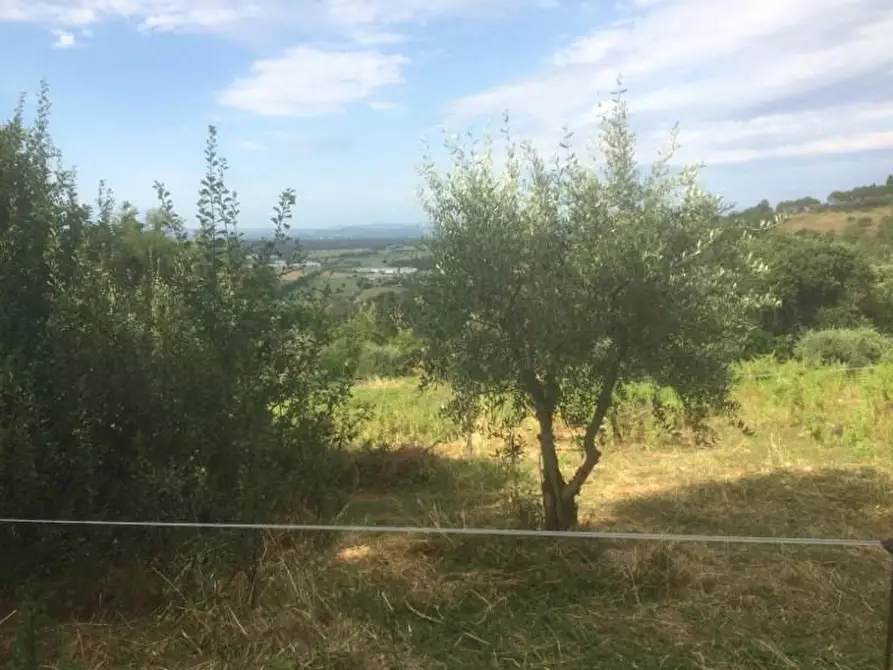 Immagine 1 di Terreno agricolo in vendita  a Poggibonsi