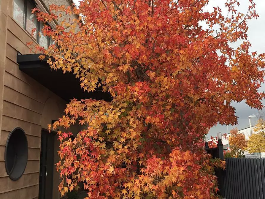 Immagine 60 di Appartamento in vendita  a Cascina