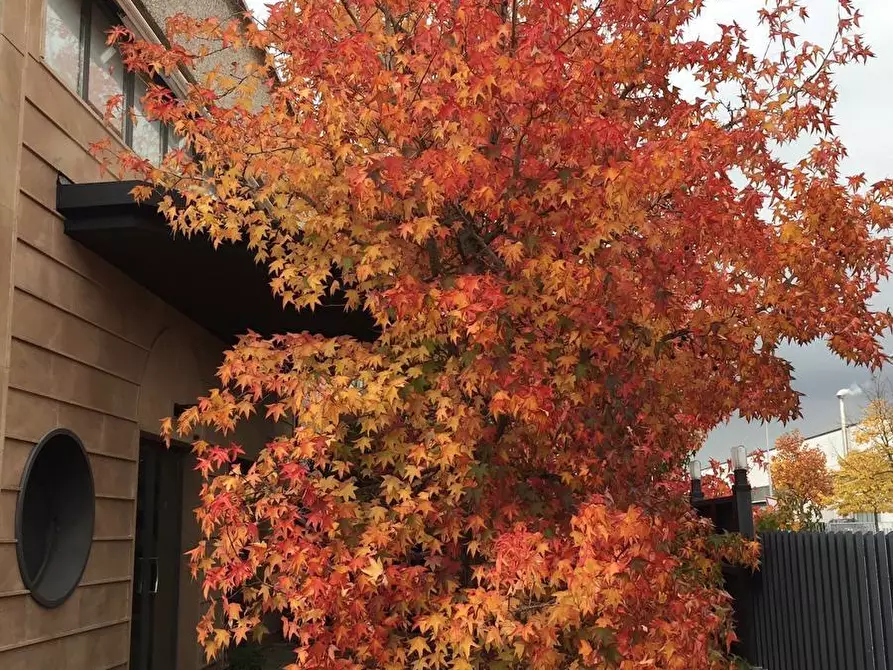 Immagine 67 di Appartamento in vendita  a Cascina