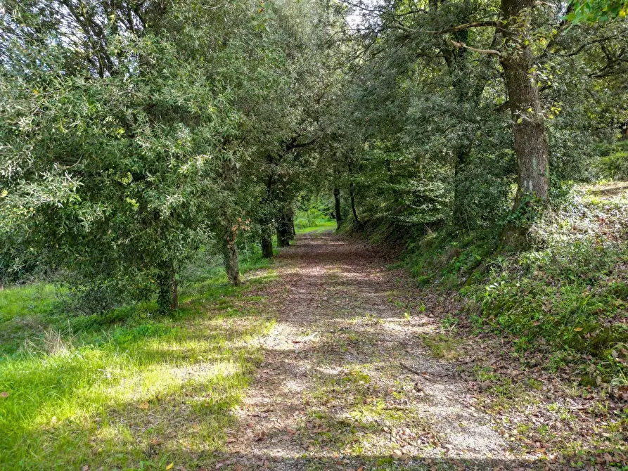 Immagine 9 di Villa in vendita  a Pisa