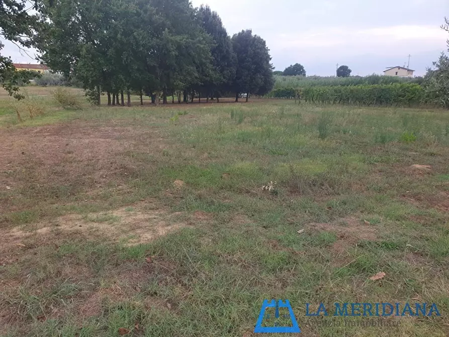 Immagine 5 di Terreno agricolo in vendita  a Larciano