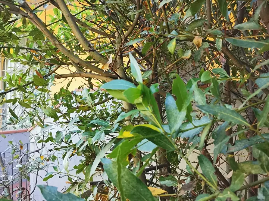 Immagine 9 di Casa trifamiliare in vendita  a Poggibonsi