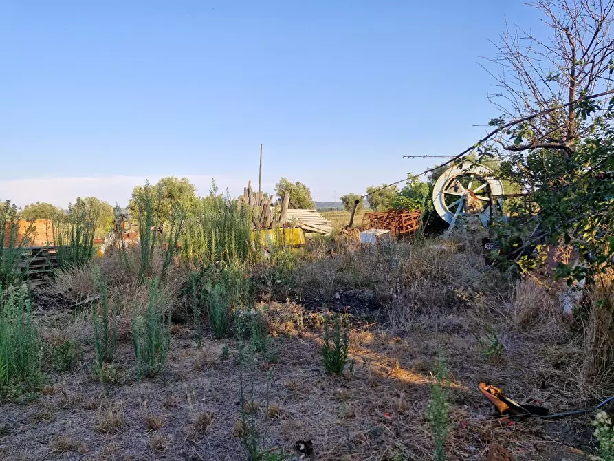 Immagine 8 di Casa colonica in vendita  a Campiglia Marittima