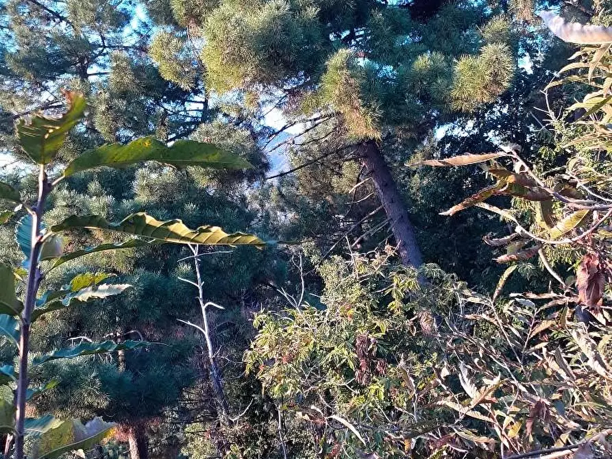 Immagine 25 di Villa in vendita  a Massa