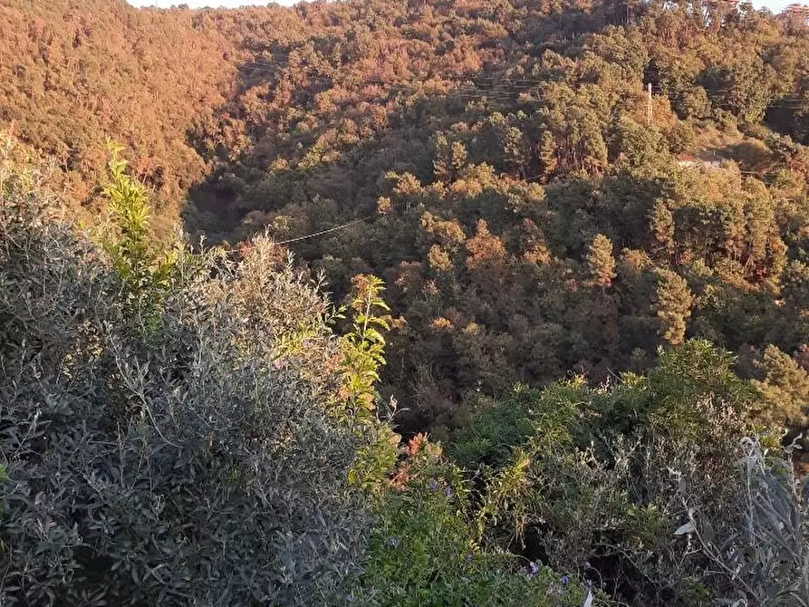 Immagine 31 di Villa in vendita  a Massa