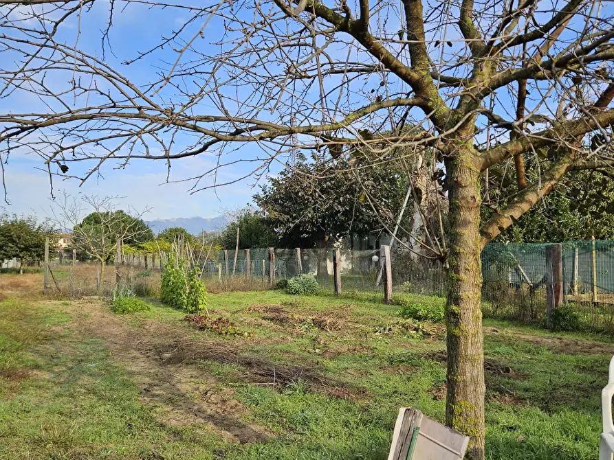 Immagine 1 di Terreno agricolo in vendita  a Viareggio