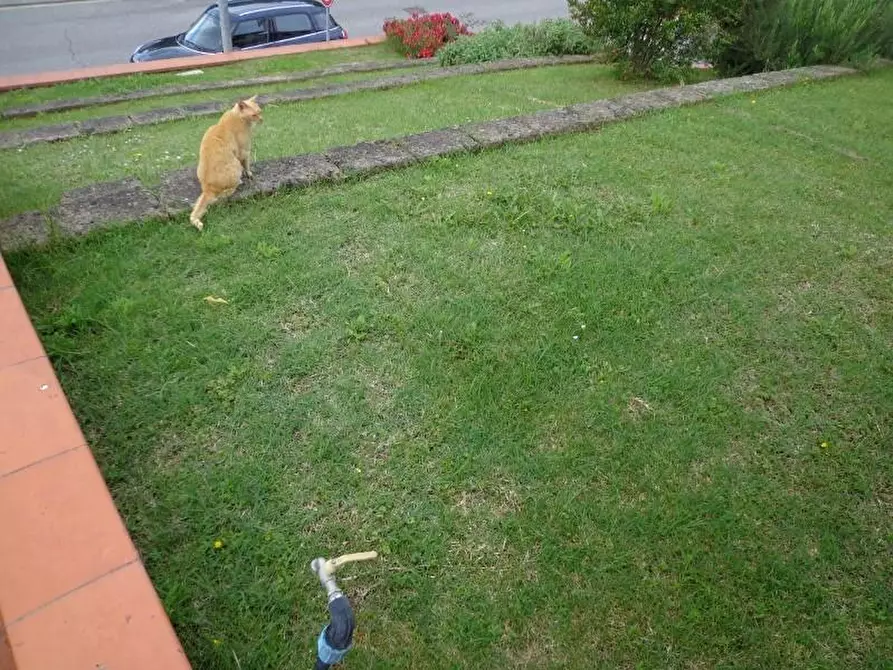 Immagine 2 di Appartamento in vendita  a Fucecchio