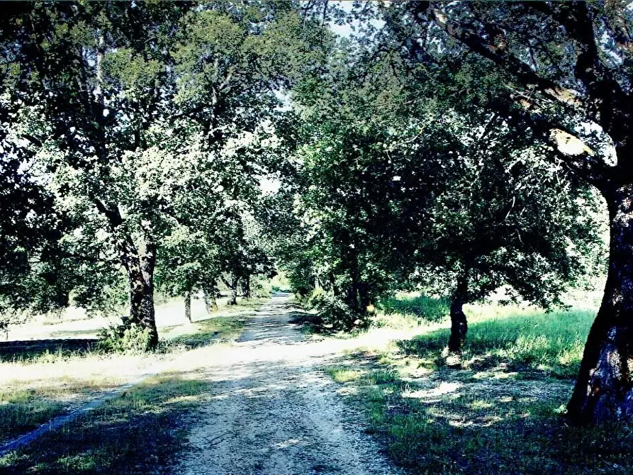 Immagine 23 di Casa colonica in vendita  a Monticiano